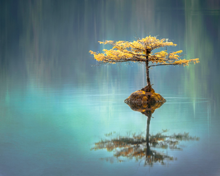 singular tree on a tiny island surrounded by water